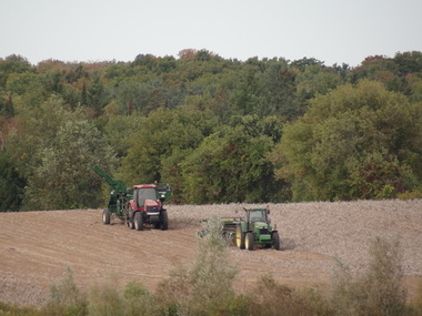 Windrower and Harvester in Potato Field